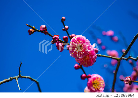 【京都風景】梅宮大社 紅白の梅が開花の揃い踏み 【京都風景】梅宮大社 紅白の梅が開花の揃い踏み 123869964