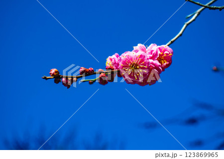 【京都風景】梅宮大社 紅白の梅が開花の揃い踏み 【京都風景】梅宮大社 紅白の梅が開花の揃い踏み 123869965