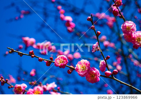 【京都風景】梅宮大社　紅白の梅が開花の揃い踏み 123869966