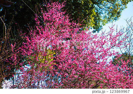 【京都風景】梅宮大社　紅白の梅が開花の揃い踏み 123869967