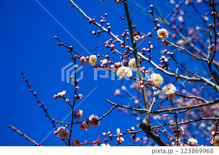 【京都風景】梅宮大社 紅白の梅が開花の揃い踏み 【京都風景】梅宮大社 紅白の梅が開花の揃い踏み 123869968