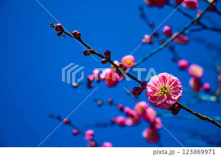 【京都風景】梅宮大社　紅白の梅が開花の揃い踏み 123869971