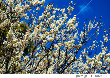 【京都風景】梅宮大社　紅白の梅が開花の揃い踏み 123869988