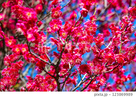 【京都風景】梅宮大社 紅白の梅が開花の揃い踏み 【京都風景】梅宮大社 紅白の梅が開花の揃い踏み 123869989