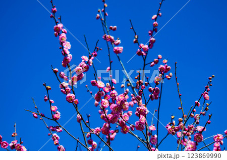 【京都風景】梅宮大社 紅白の梅が開花の揃い踏み 【京都風景】梅宮大社 紅白の梅が開花の揃い踏み 123869990