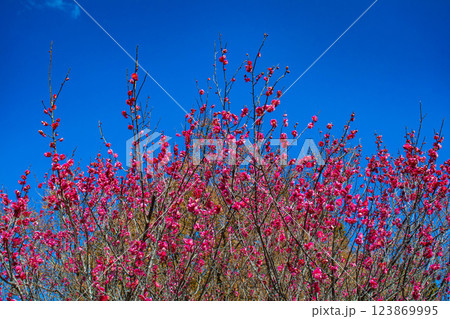 【京都風景】梅宮大社 紅白の梅が開花の揃い踏み 【京都風景】梅宮大社 紅白の梅が開花の揃い踏み 123869995