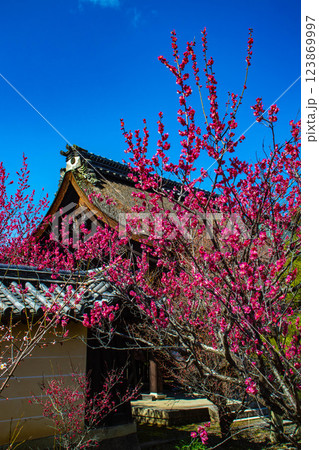 【京都風景】梅宮大社 紅白の梅が開花の揃い踏み 【京都風景】梅宮大社 紅白の梅が開花の揃い踏み 123869997