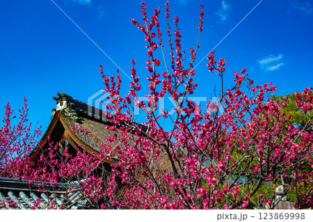 【京都風景】梅宮大社　紅白の梅が開花の揃い踏み 123869998