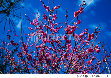 【京都風景】梅宮大社 紅白の梅が開花の揃い踏み 【京都風景】梅宮大社 紅白の梅が開花の揃い踏み 123870001
