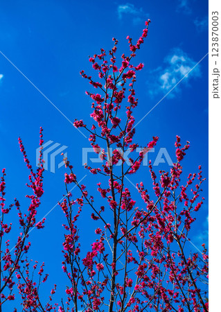 【京都風景】梅宮大社　紅白の梅が開花の揃い踏み 123870003