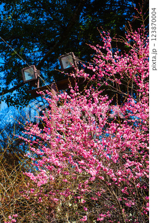 【京都風景】梅宮大社 紅白の梅が開花の揃い踏み 【京都風景】梅宮大社 紅白の梅が開花の揃い踏み 123870004