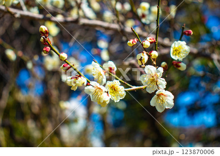 【京都風景】梅宮大社　紅白の梅が開花の揃い踏み 123870006