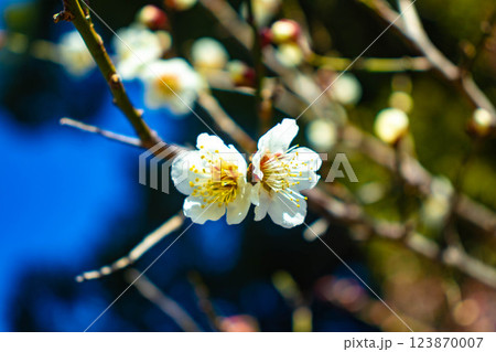 【京都風景】梅宮大社　紅白の梅が開花の揃い踏み 123870007