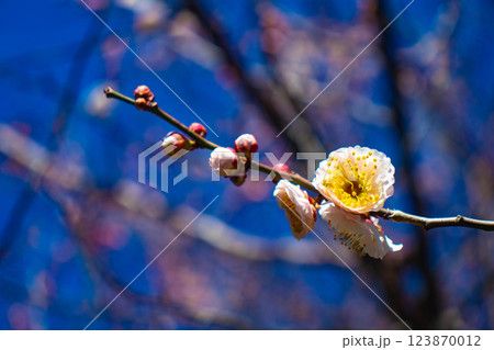 【京都風景】梅宮大社　紅白の梅が開花の揃い踏み 123870012