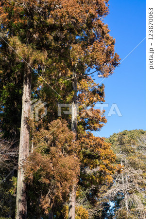 スギの大木 123870063
