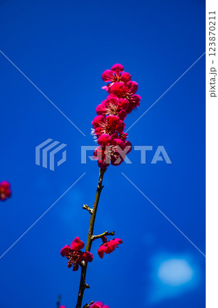 【京都風景】梅宮大社　紅白の梅が開花の揃い踏み 123870211