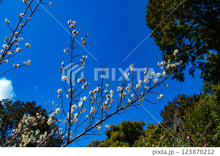 【京都風景】梅宮大社 紅白の梅が開花の揃い踏み 【京都風景】梅宮大社 紅白の梅が開花の揃い踏み 123870212