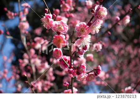【京都風景】梅宮大社　紅白の梅が開花の揃い踏み 123870213