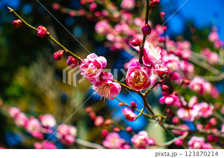 【京都風景】梅宮大社　紅白の梅が開花の揃い踏み 123870214