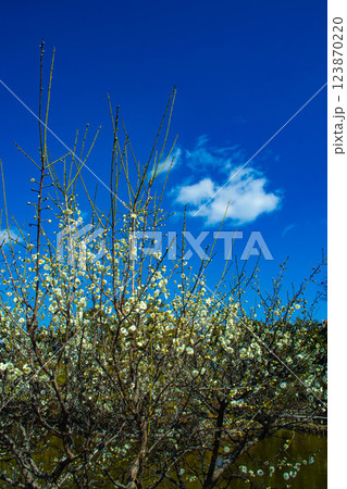 【京都風景】梅宮大社　紅白の梅が開花の揃い踏み 123870220