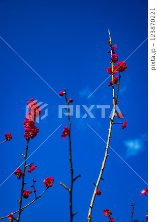 【京都風景】梅宮大社　紅白の梅が開花の揃い踏み 123870221