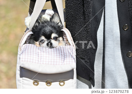 犬用バッグに入るチワワと散歩する女性 犬用バッグに入るチワワと散歩する女性 123870278