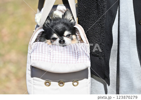 犬用バッグに入るチワワと散歩する女性 犬用バッグに入るチワワと散歩する女性 123870279