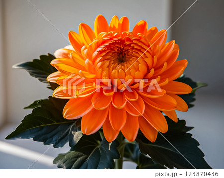 Scene of blooming orange chrysanthemum flower with green leaves. 123870436