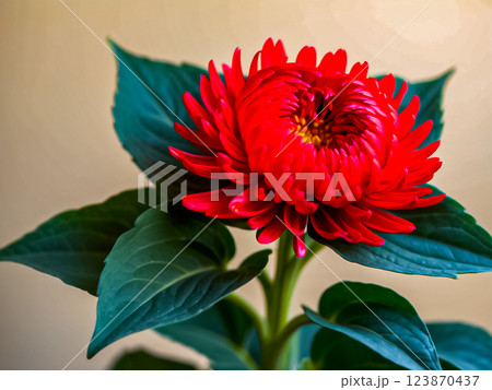 Scene of beautiful blooming red chrysanthemum flower with green leaves. 123870437