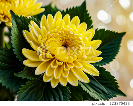 Single blooming yellow chrysanthemum flower with green leaves. 123870438