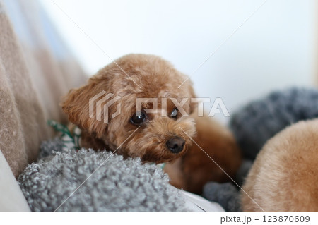 トイプードル 123870609