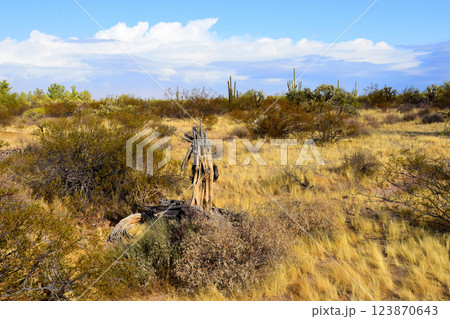 Landscape Sonora Desert Arizona 123870643