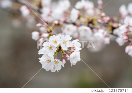 3月、咲き始めたサクラ 123870714