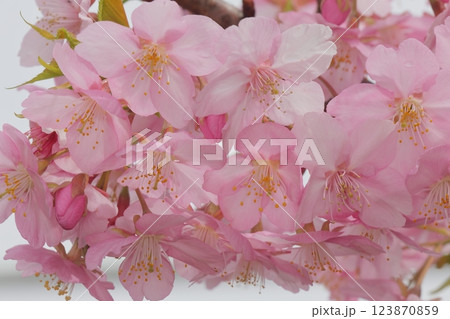 ピンク色の可愛い早咲きの桜 咲き誇る ピンク色の可愛い早咲きの桜 咲き誇る 123870859