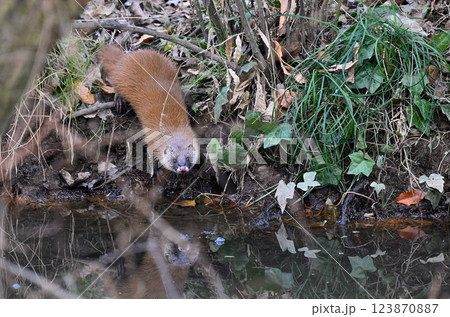 水辺に棲むイタチ 123870887