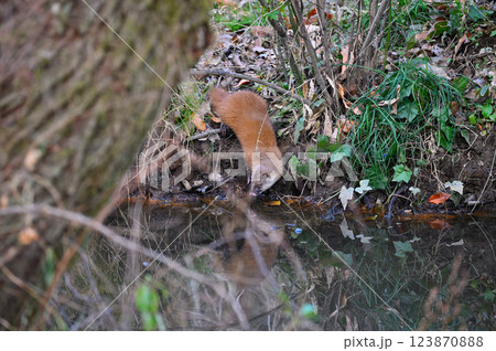 水辺に棲むイタチ 123870888