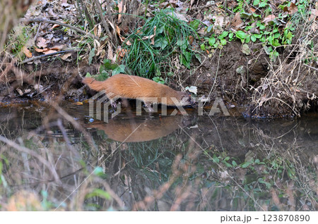 水辺に棲むイタチ 123870890
