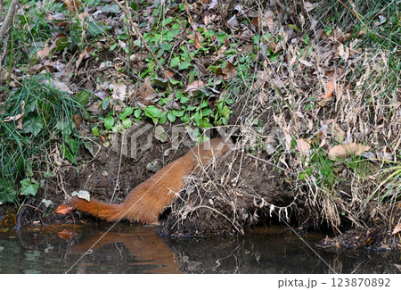 水辺に棲むイタチ 123870892