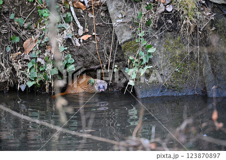 水辺に棲むイタチ 123870897