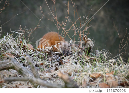水辺に棲むイタチ 123870908