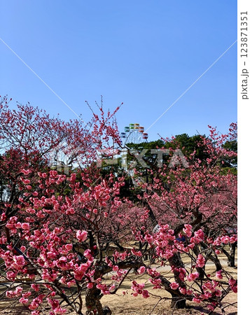 青空に映える満開の紅梅〈南公園「葵梅林」/愛知県岡崎市〉 123871351