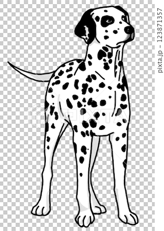 Dalmatian black and white transparent background Dalmatian black and white transparent background 123871357