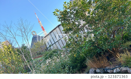 秋の東京の景色と東京タワー 秋の東京の景色と東京タワー 123871363
