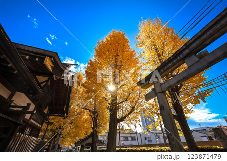 Japanese Shrine Amidst Golden Autumn Trees, Tokyo Dec 8 2024 Japanese Shrine Amidst Golden Autumn Trees, Tokyo Dec 8 2024 123871479