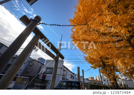 Traditional Torii Gate and Autumn Leaves, Tokyo Dec 8 2024 Traditional Torii Gate and Autumn Leaves, Tokyo Dec 8 2024 123871484