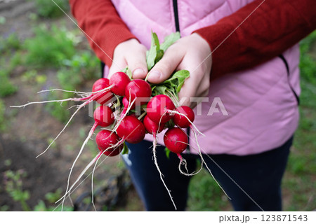 Hands hold freshly harvested radishes from a garden during a sunny day Hands hold freshly harvested radishes from a garden during a sunny day 123871543