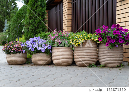 Colorful flower pots line the walkway in a residential area showcasing vibrant blooms in springtime 123871550