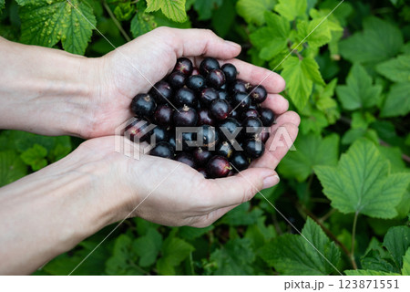 Hands holding freshly harvested black currants against a lush green background in a garden setting 123871551