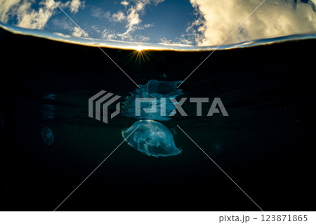 夕暮れの海のミズクラゲ　小笠原 123871865