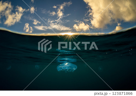 夕暮れの海のミズクラゲ　小笠原 123871866